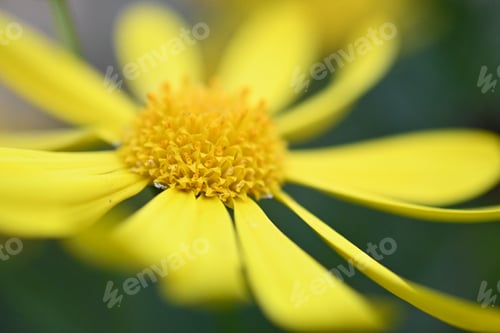 Preview: Yellow African daisy macro with pollen details