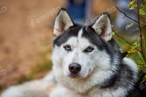 Preview: Purebred Siberian Husky dog with blue eyes in collar, Siberian Husky dog face close up outdoor