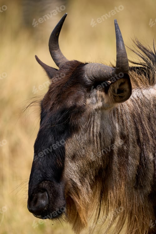 Preview: Profile close-up of a blue wildebeest in the savannah