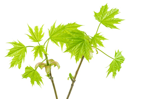 Preview: Maple branch with fresh leaves