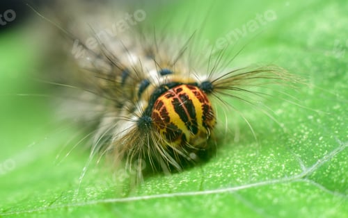 Preview: Trabala Vishnou caterpillar face close-up macro shot. Rose myrtle lappet caterpillar crawling