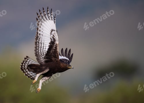 Preview: Long-crested Eagle in Africa