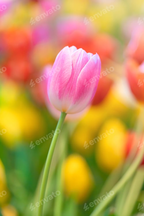 Preview: Close-up of Beautiful pink tulips with flowerbed nature background