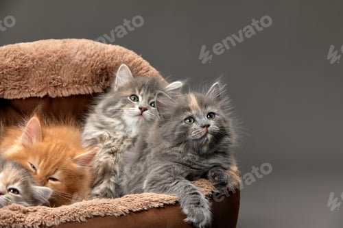 Preview: Little kittens are sitting in a cat bed, little kittens are playing in a cat bed on a gray