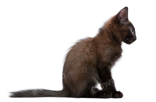 Preview: Black kitten sitting in front of white background
