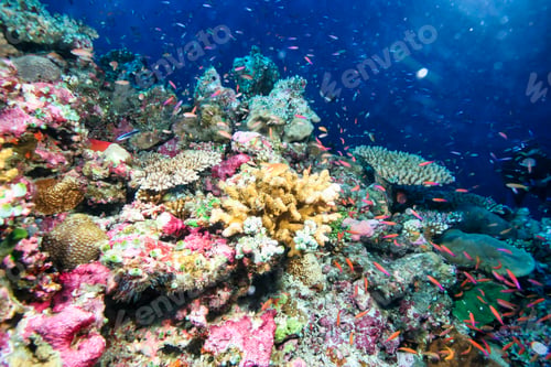 Preview: Colorful coral reef teeming with small fish in the waters of Maldives