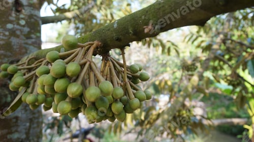 Preview: Branches of the Durian tree