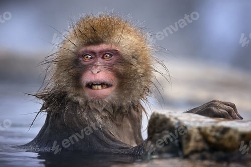 Preview: Macaque monkey with long, wet fur looking ahead with eyes open in Jigokudani Monkey Park, Japan