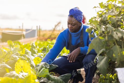 Preview: Female farmer examining swiss chard crop in sunny garden