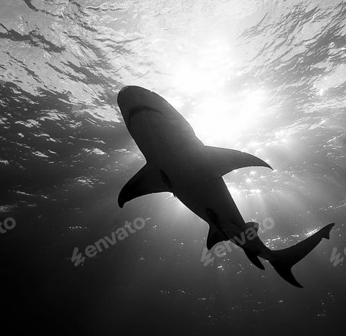 Preview: A Beautiful Shark underwater photography