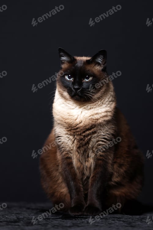 Preview: Siamese cat (Thai) on black background