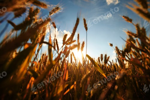 Preview: Wheat field.