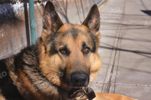 Preview: German Shepherd dog on the forest