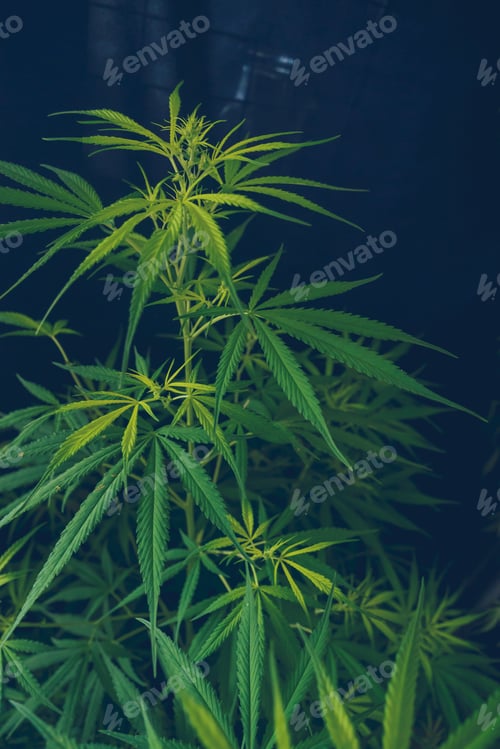 Preview: Green Marijuana tree cannabis plant narcotic herbal in greenhouse. Hemp leaf cannabis crude oil