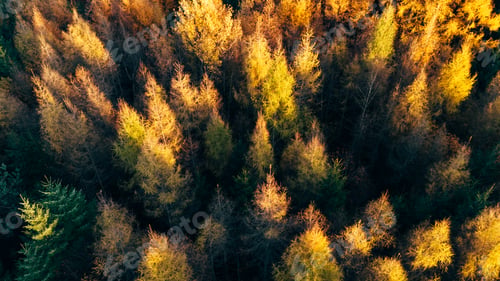Preview: Dense Autumn Golden Larch Forest Aerial Top Down View Colorful Fall Trees