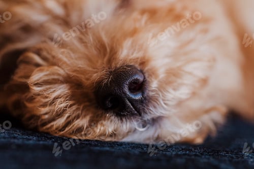 Preview: Cute toy poodle sleeping on sofa, daytime, indoors. close up view of the snout