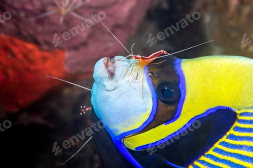 Preview: Emperor angelfish being cleaned by shrimp