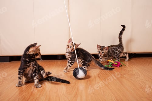 Preview: Brown little Bengali leopard tiger kittens play in the apartment