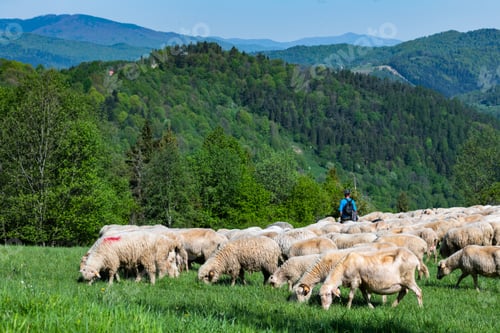 Preview: Traditional sheep pasture on meadow in Pieniny Mountains in Poland. Sheeps springtime grazing.