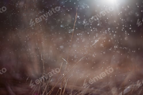 Preview: macro shots of flowers and bokeh made of water drops on sunset