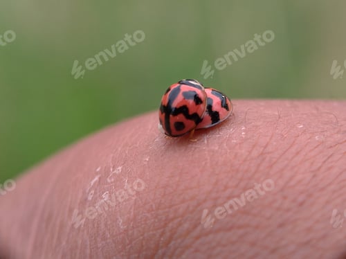 Preview: Mating ladybugs