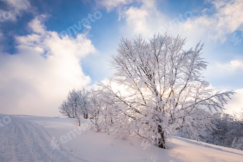 Preview: Small fragile tree in mountains covered with hoarfrost