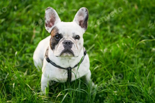 Preview: French bulldog sitting on green grass outdoors.