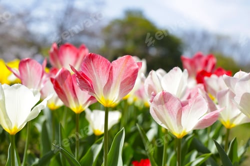 Preview: Beautiful tulip flower garden. The Expo 70 Commemorative Park, Osaka, Japan