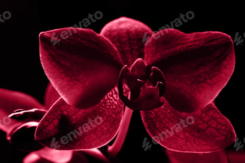 Preview: Trendy color 2023. Via magenta color background