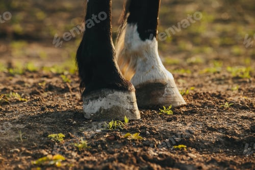 Preview: Close-up of the hooves of an unshod horse.