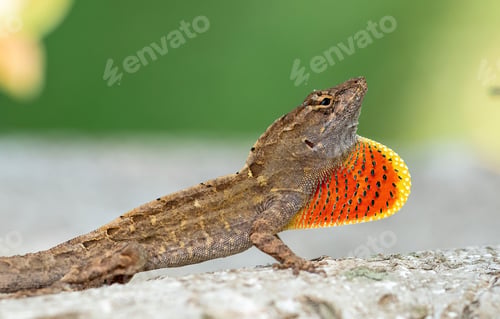 Preview: Closeup of a brown anole lizard crawling on a tree bark