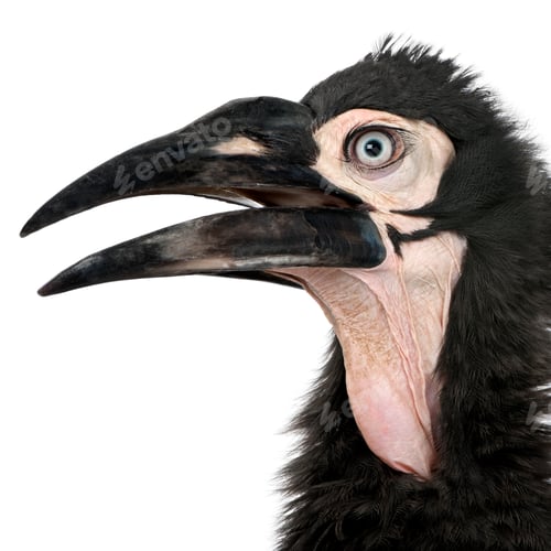 Preview: Young Southern Ground-hornbill - Bucorvus leadbeateri (18 months