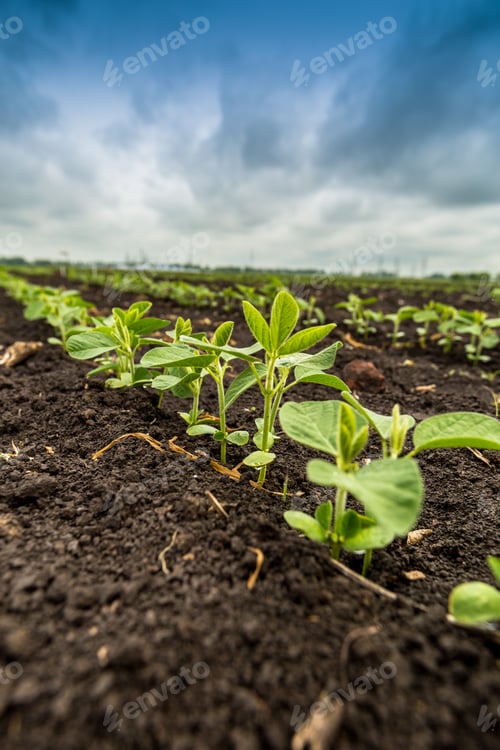 Preview: Fresh green soy plants on the field in spring. Rows of young soybean plants