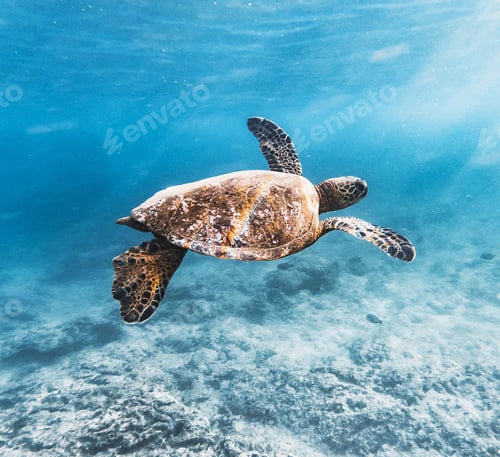 Preview: A Beautiful Turtle underwater photography