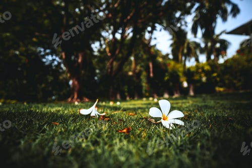 Preview: Two wite flower buds on the grass