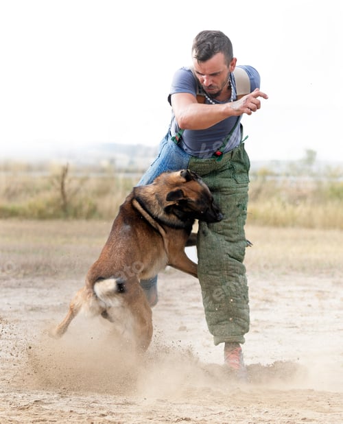 Preview: training of belgian shepherd
