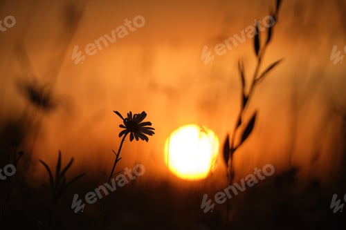Preview: Dark silhouettes of wild flowers against bright colorful sunset sky with setting sun light
