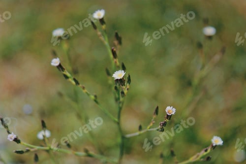 Preview: Small white flower