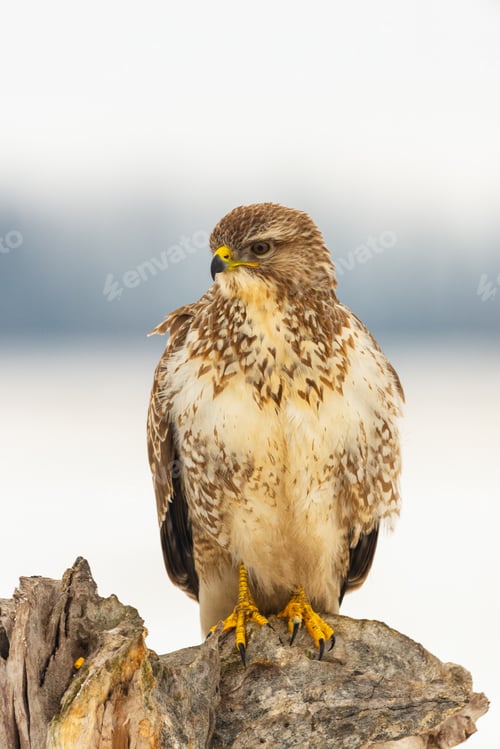Preview: Photo of common buzzard buteo buteo on a tree