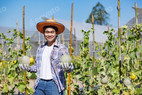 Preview: A smiling farmer wearing a straw hat holds freshly harvested melons in a greenhouse farm.
