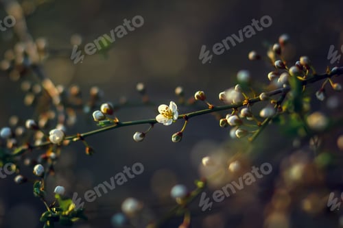 Preview: Cherry blossom in spring for background or copy space for text. soft focus.