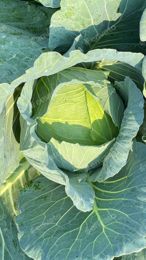 Preview: Cabbage closeup. freshly growing cabbage field, cabbage harvest concept. Toned with color filter and