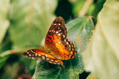 Preview: A Scarlet Peacock, Anartia amathea butterfly on green leaf