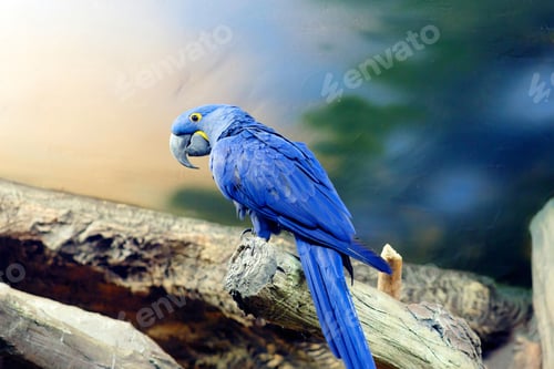 Preview: bird, parrot, Scarlet, Macaw