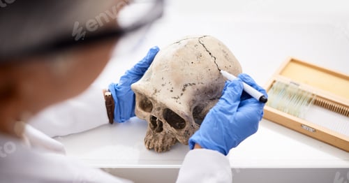 Preview: Science, professional and person with skull in hand for analysis or research for medical history in