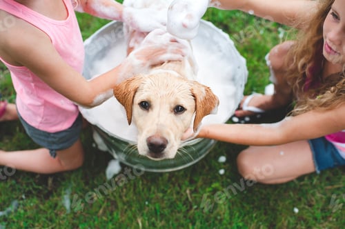 Preview: Labrador Retriever puppy in bucket looking up