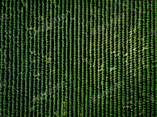 Preview: Aerial view of farmland and rows of crops.