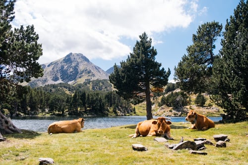Preview: Cows on meadow near lake in summer