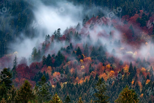Preview: Silhouette of forest with dense fog at dusk. Image taken with long exposure technic.