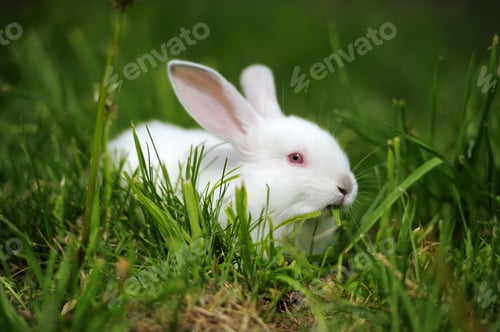 Preview: Baby white rabbits in grass